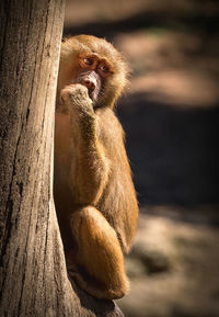 Close-up of young baboon sitting beside tree trunk