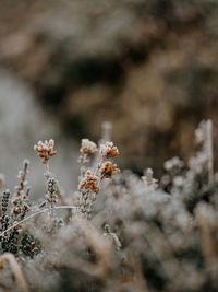 Close-up of frozen plant on field