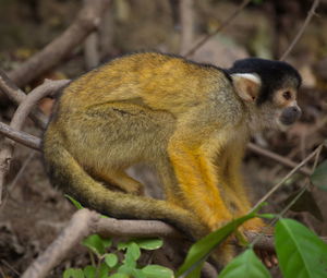 Side on closeup portrait of golden squirrel monkey saimiri sciureus sitting on branch and , bolivia.