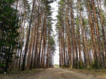 Trees in forest against sky