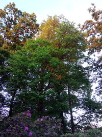 Low angle view of trees against sky