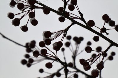 Low angle view of berries growing on tree against sky