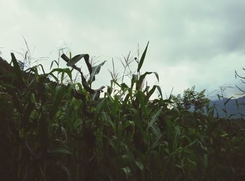Plants on field against cloudy sky