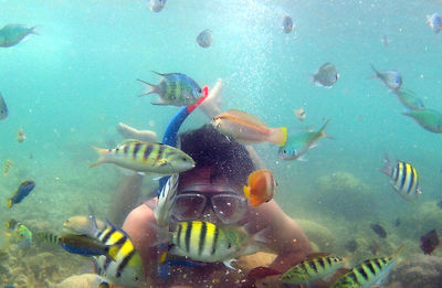 View of koi fish in sea