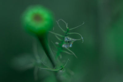 Close-up of insect on leaf