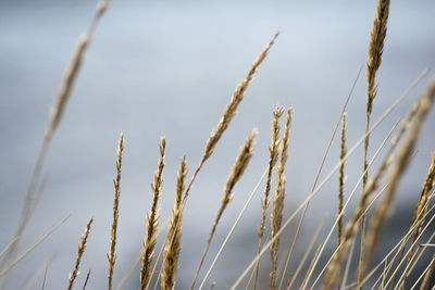 Close-up of stalks in field against sky