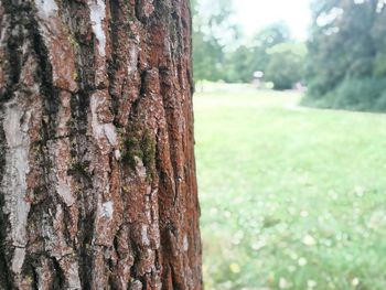 Close-up of moss on tree trunk