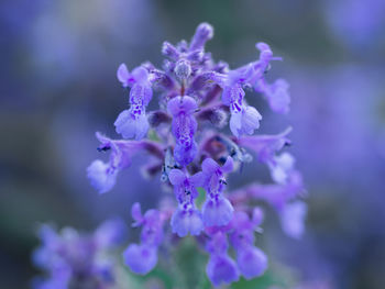 Close-up of purple flowering plant