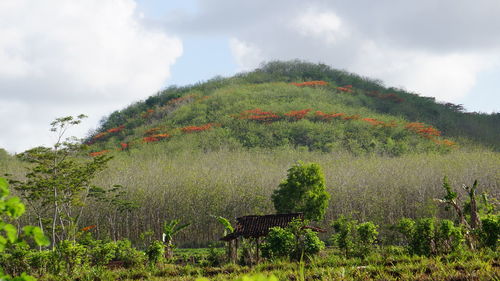 plant