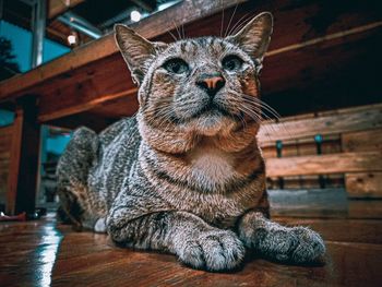 Close-up of a cat looking away