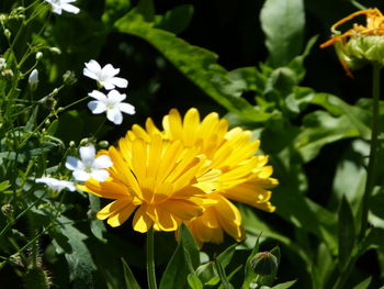 Close-up of yellow flowering plants