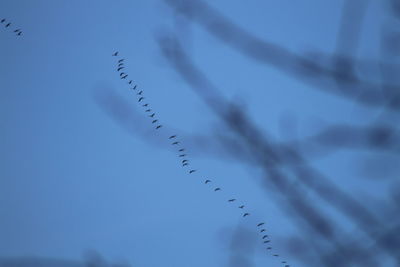 Low angle view of birds flying against sky