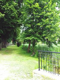 Trees in park