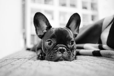 Close-up of a dog at home