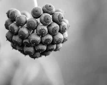 Close-up of fruit