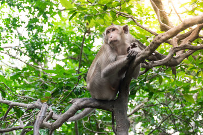 Low angle view of monkey sitting on tree