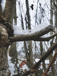 Close-up of tree trunk during winter