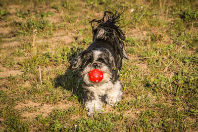 High angle view of dog on field