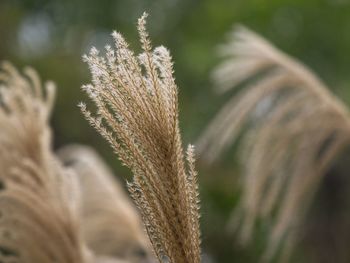 Close-up of plant against blurred background