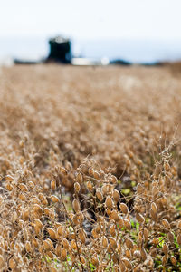Close-up of plants on field against sky