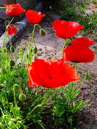 Close-up of red poppy flower on field