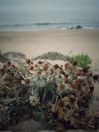 Close-up of plants on beach against sky