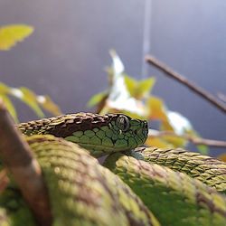 Close-up of lizard on leaf