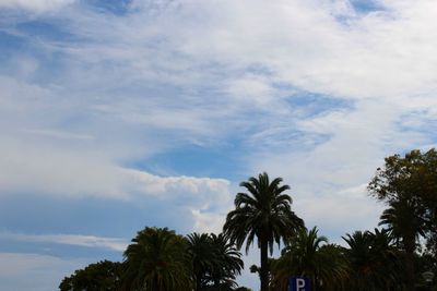 Low angle view of palm trees against sky