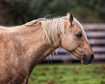 Horse standing on field