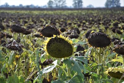 Close-up of sunflower on field