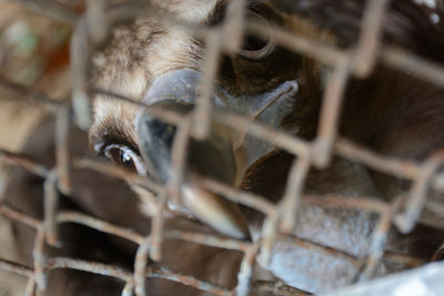 Close-up of bird in cage