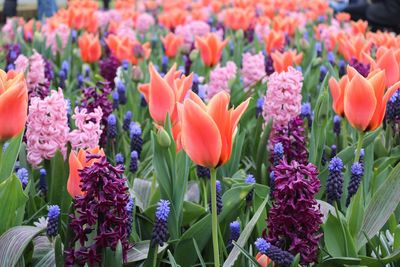 Close-up of tulips in bloom