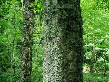 Trees in forest