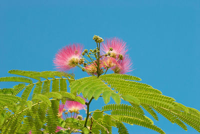 Low angle view of pink flowering plant against sky