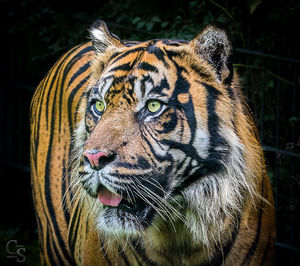 Close-up of tiger