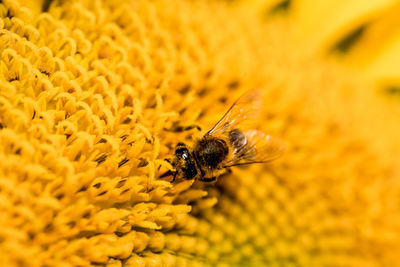 Close-up of bee pollinating on yellow flower