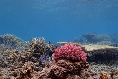 Fish swimming in sea