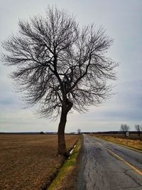 Bare tree by road against sky