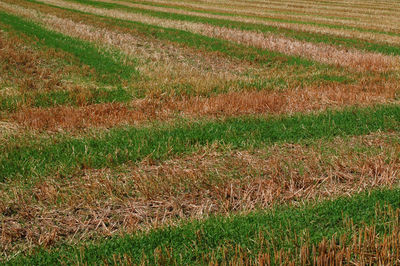 Scenic view of agricultural field