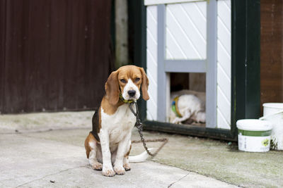 Small hunting dog tied up with a chain outside the house