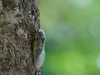 Close-up of insect on tree trunk