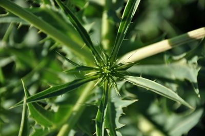 Full frame shot of fresh green plant