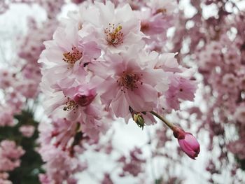 Cherry sakura prunus bonsai ornamental plant