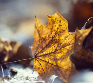 Close-up of dry maple leaves on autumnal