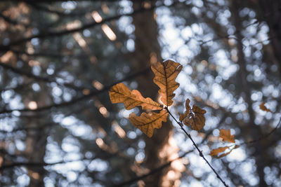 Low angle view of dry leaves on tree in forest