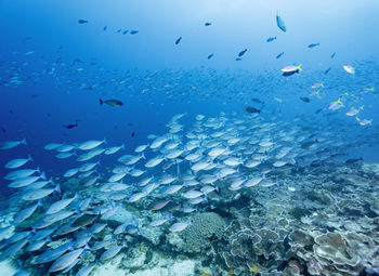 Flock of fish swimming in sea
