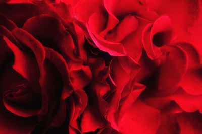 Close-up of red rose