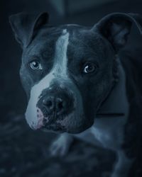 Close-up portrait of dog