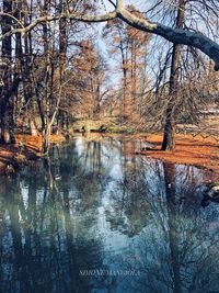 Reflection of bare trees in lake