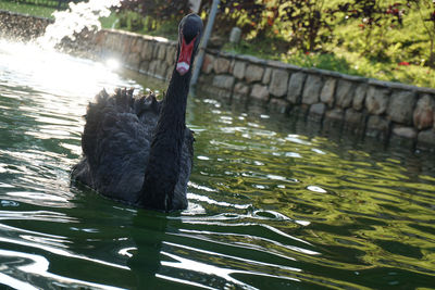 View of swan swimming in lake